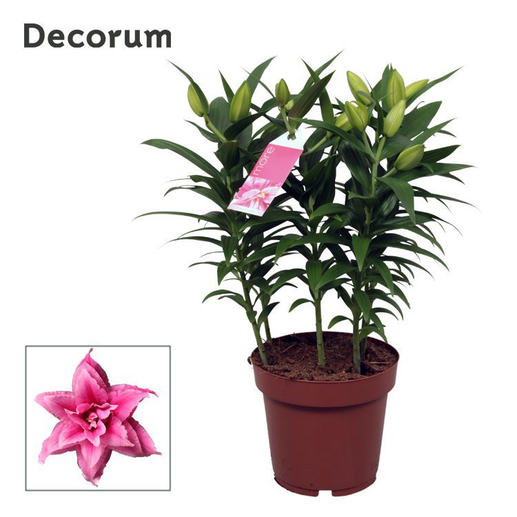 Lilium Roselily Esra 55cm 19cm Pot