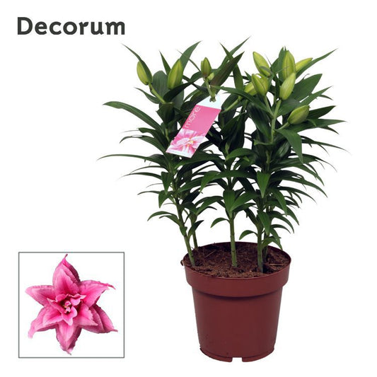 Lilium Roselily Esra 55cm 19cm Pot