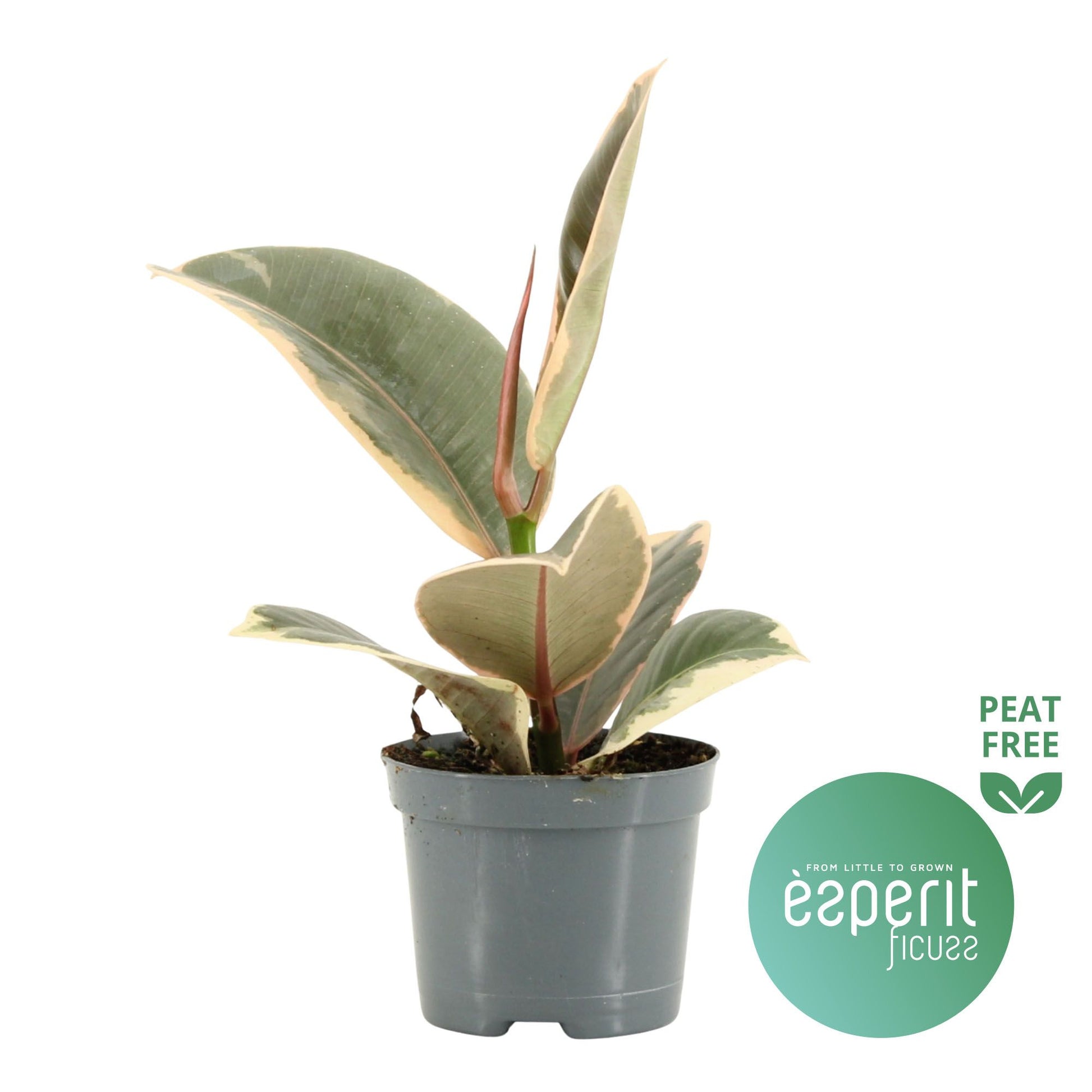 Ficus el. Tineke 20cm Special Pot (508)