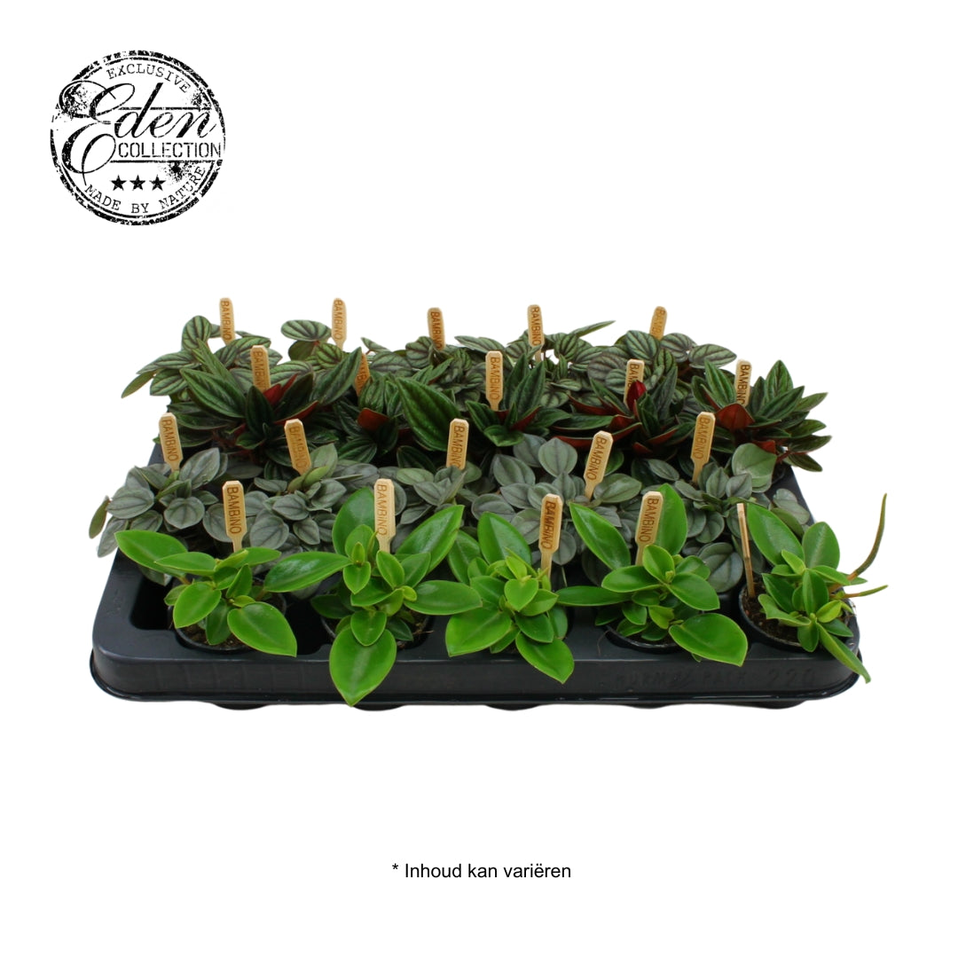 Peperomia mix 10cm 505cm Pot