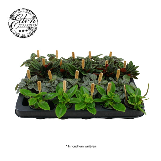 Peperomia mix 10cm 505cm Pot