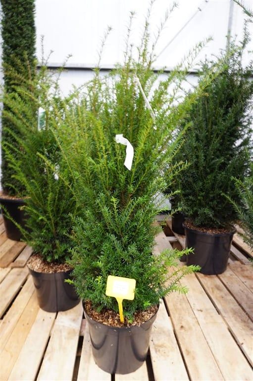 Taxus baccata 130cm 31cm Pot