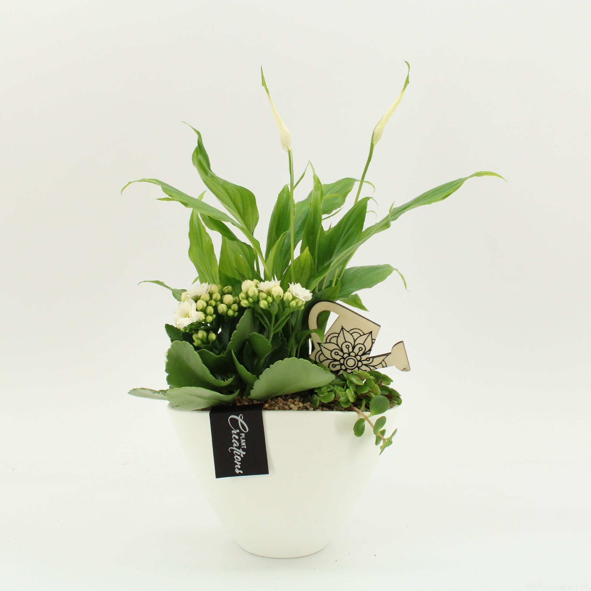 arr. Kamerplanten FDCR-2610W 35cm 18cm Pot