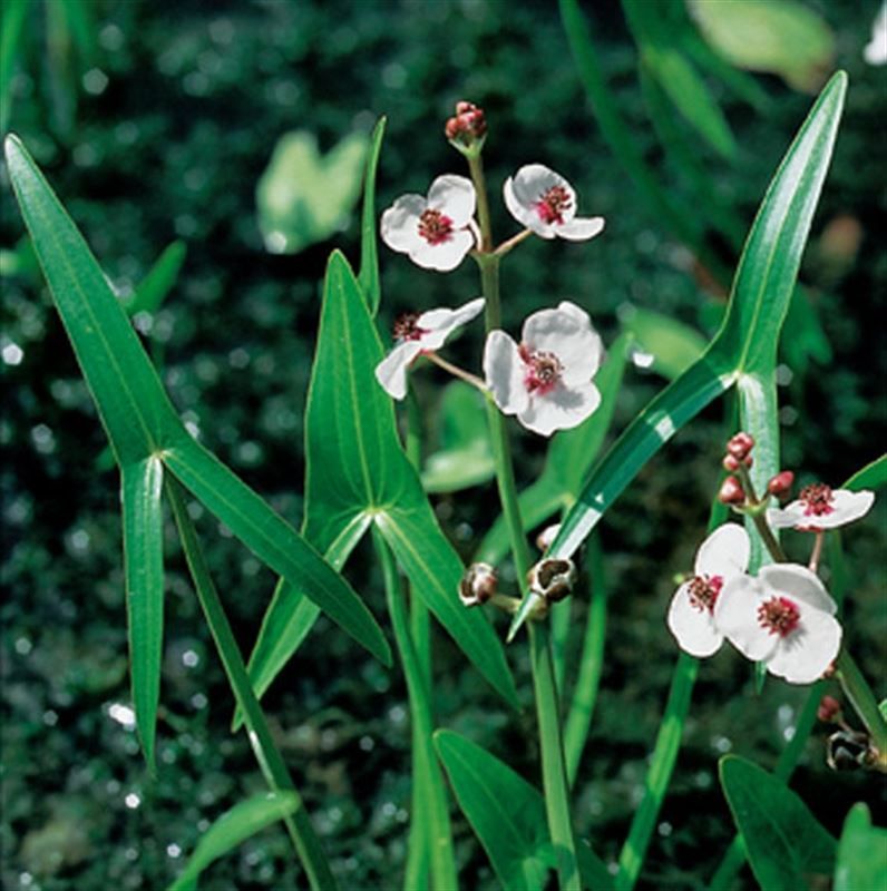 Sagittaria sagittifolia 20cm 9cm Pot
