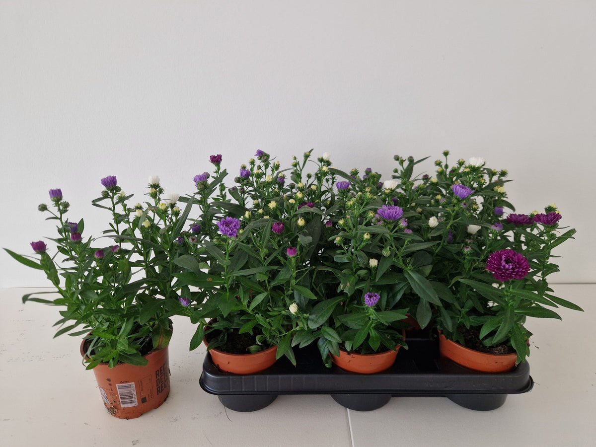 Aster nb. Victoria mix 25cm 11cm Pot