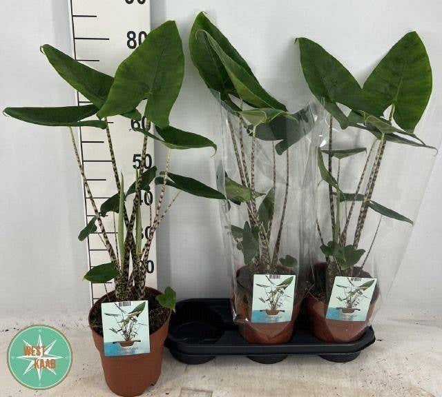 Alocasia Zebrina 75cm 19cm Pot
