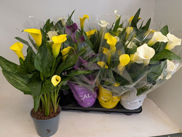 Zantedeschia mix 45cm 14cm Pot