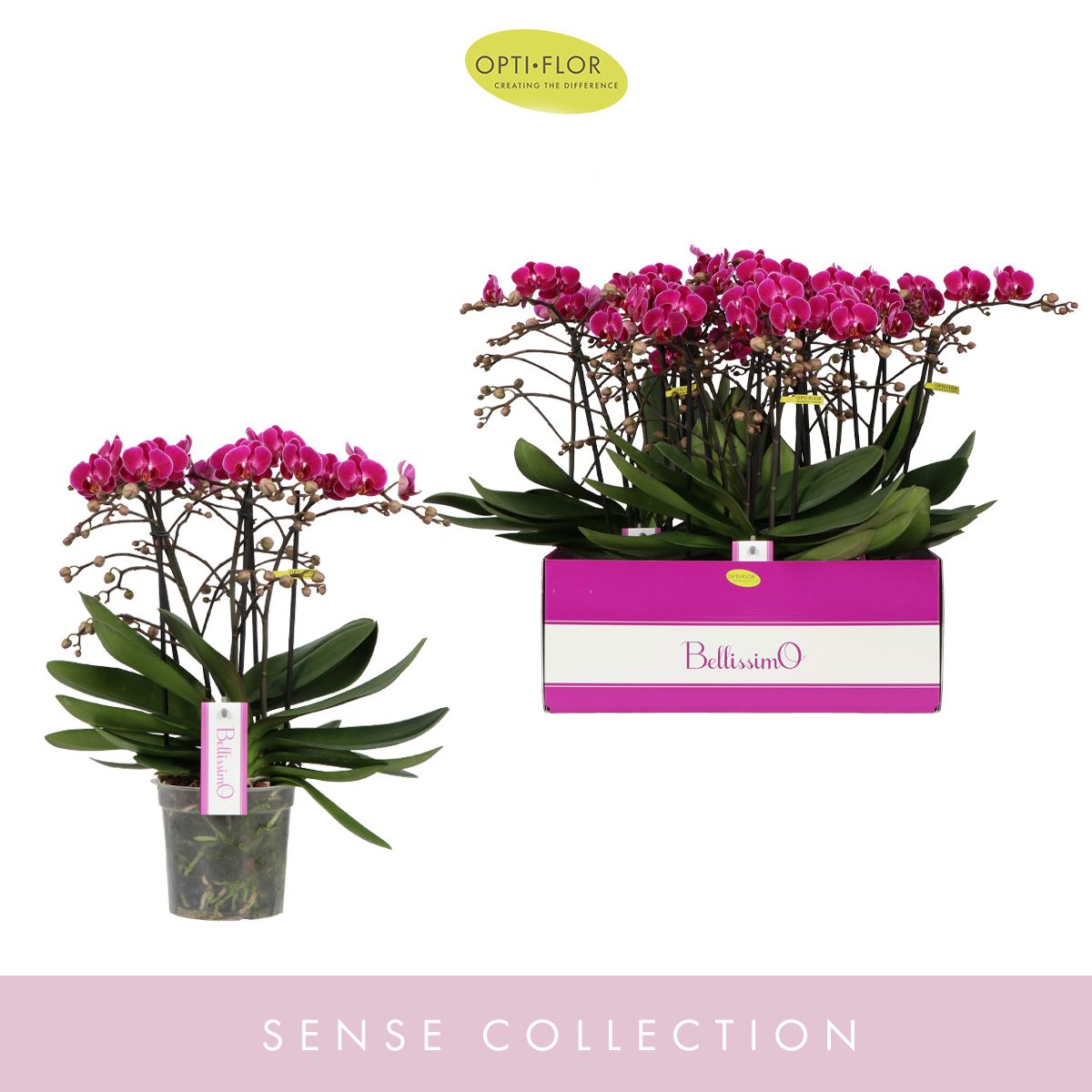 Phalaenopsis Bellissimo Amore 50cm 15cm Pot