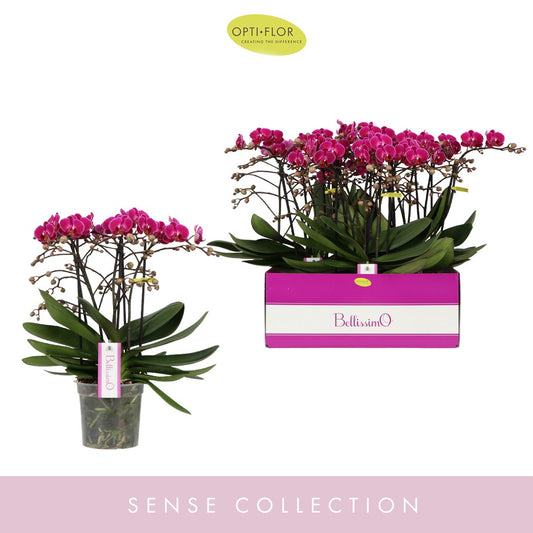 Phalaenopsis Bellissimo Amore 50cm 15cm Pot
