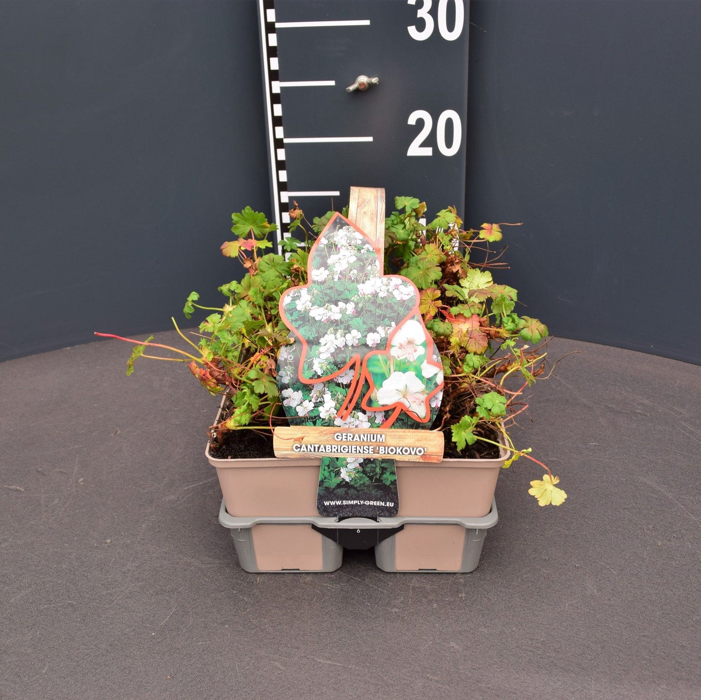 Geranium can. Biokovo 6-pack 5cm 9cm Pot