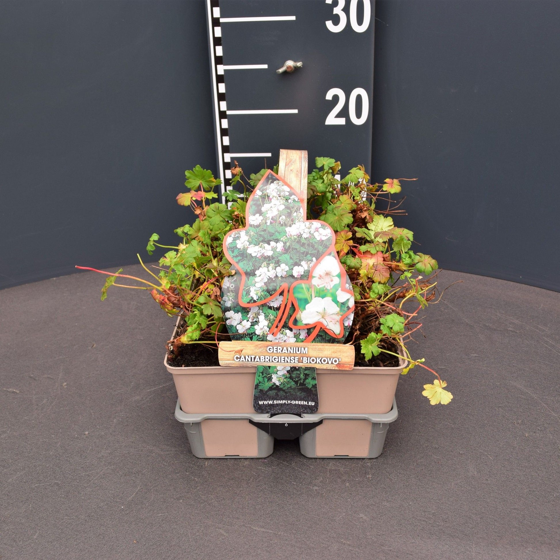 Geranium can. Biokovo 6-pack 5cm 9cm Pot
