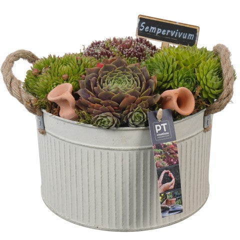 PTS7353 Arrangementen Sempervivum 22cm 21cm Pot