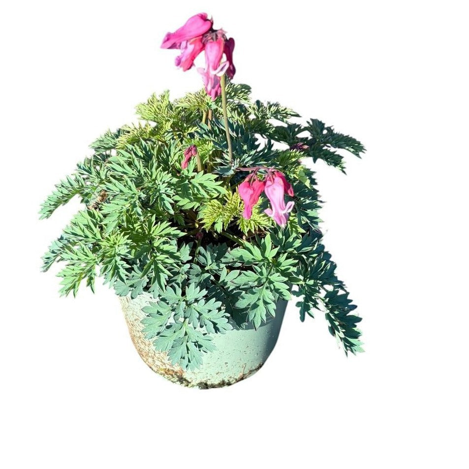 Dicentra Passion Hearts 35cm 17cm Pot