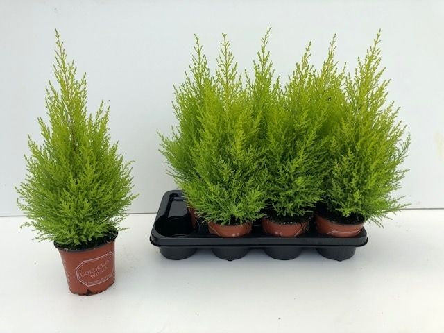 Cupressus Goldcrest Wilma 60cm 14cm Pot