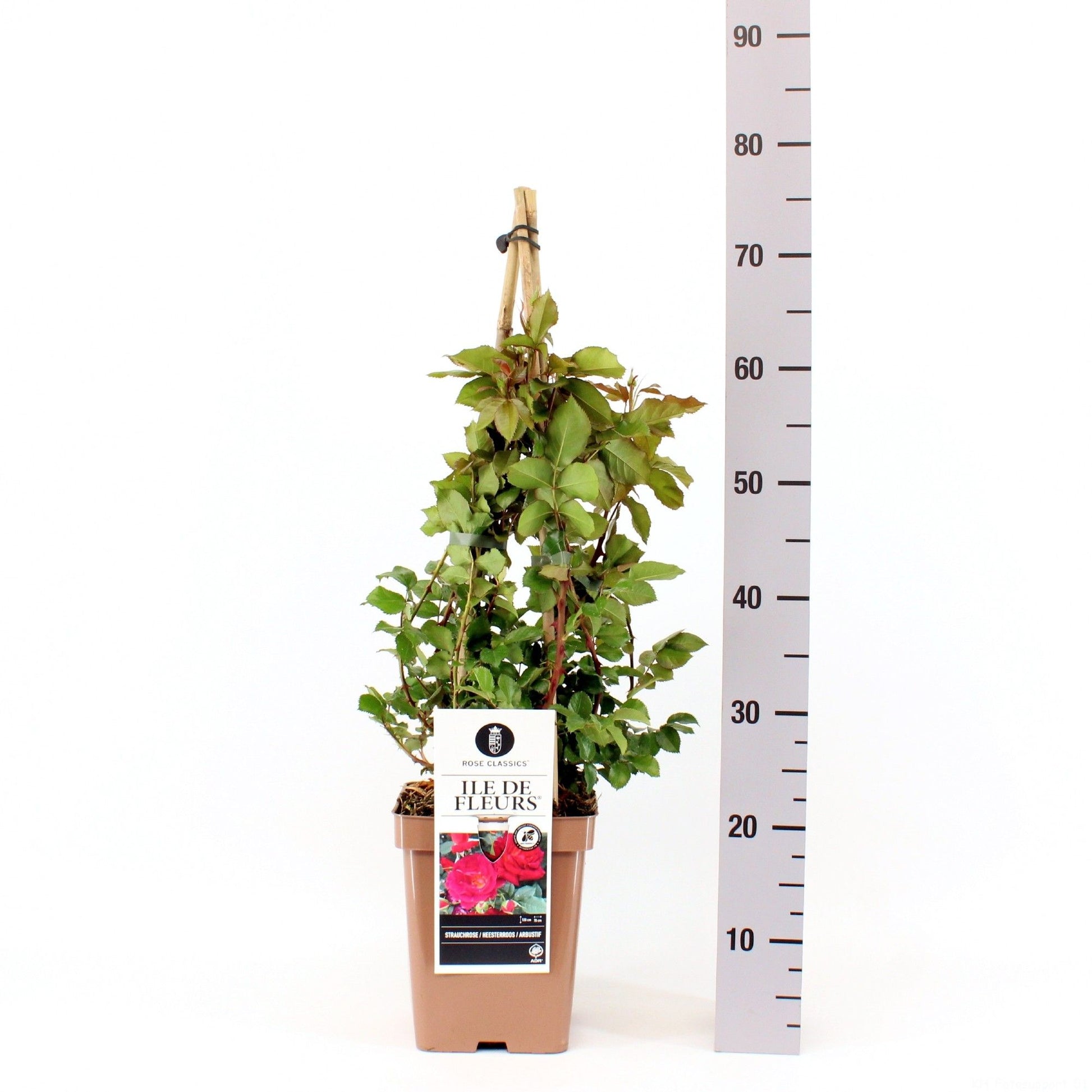 Rosa flor. Ile de Fleurs 75cm 23cm Pot