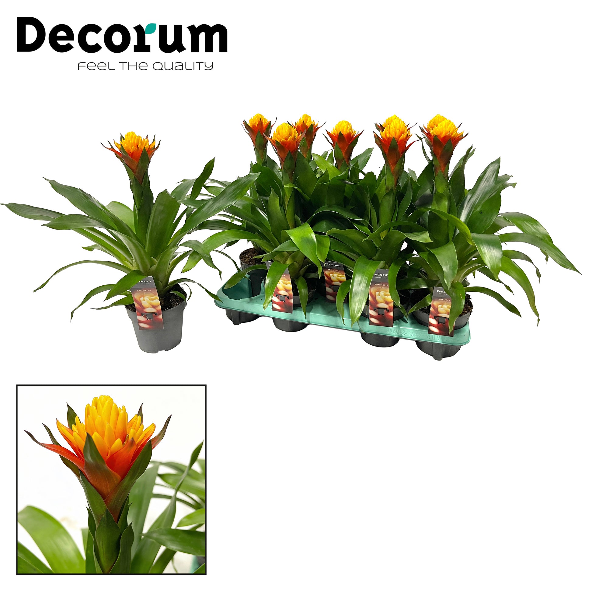 Guzmania Yeltix 50cm 13cm Pot