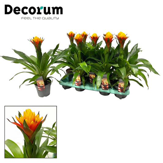 Guzmania Yeltix 50cm 13cm Pot