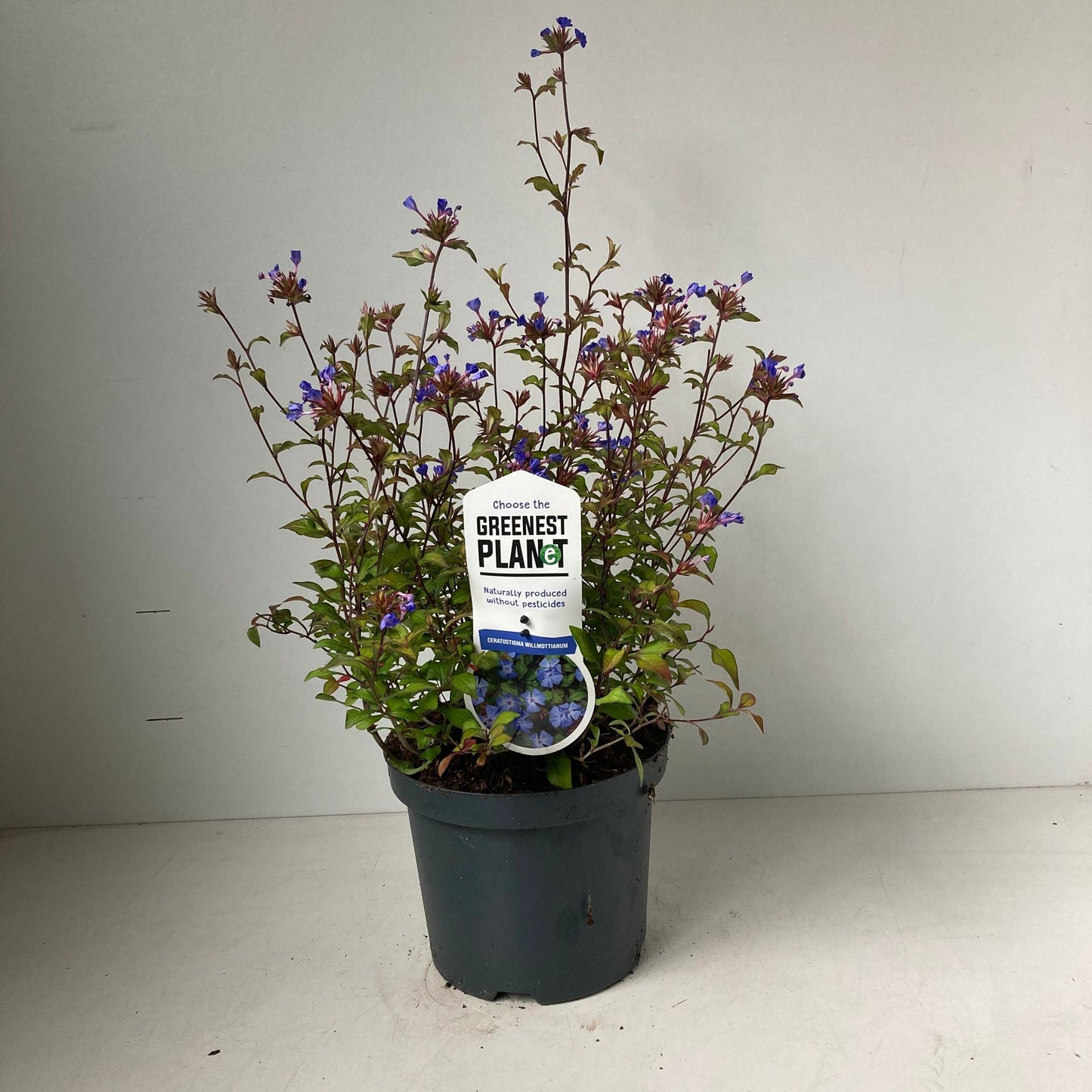 Ceratostigma willmottianum 25cm 19cm Pot