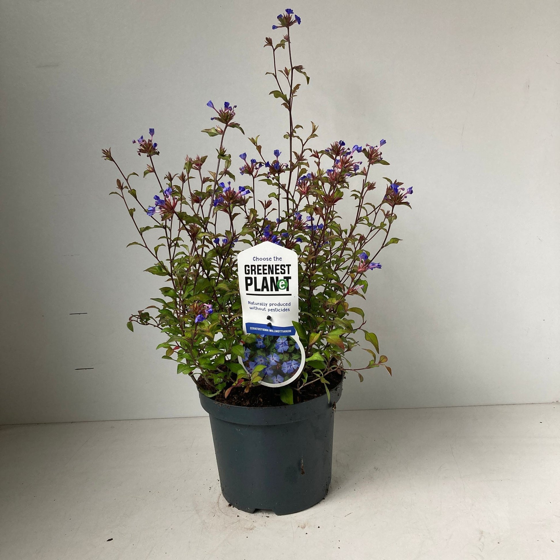 Ceratostigma willmottianum 25cm 19cm Pot