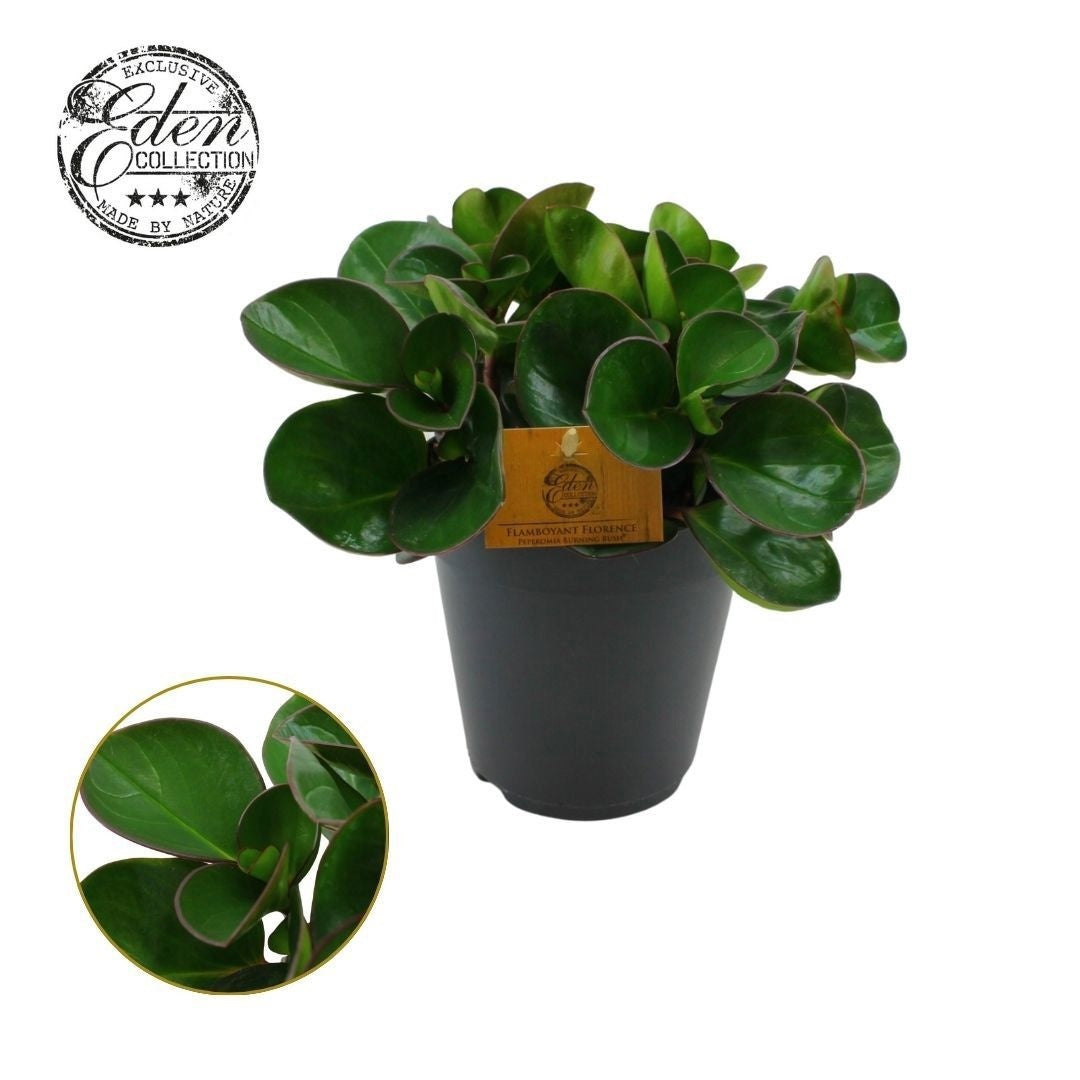 Peperomia obt. Burning Bush 25cm 15cm Pot