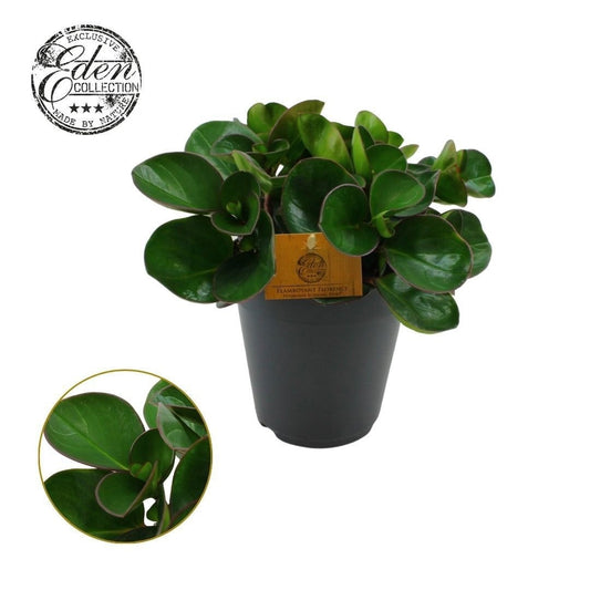 Peperomia obt. Burning Bush 25cm 15cm Pot