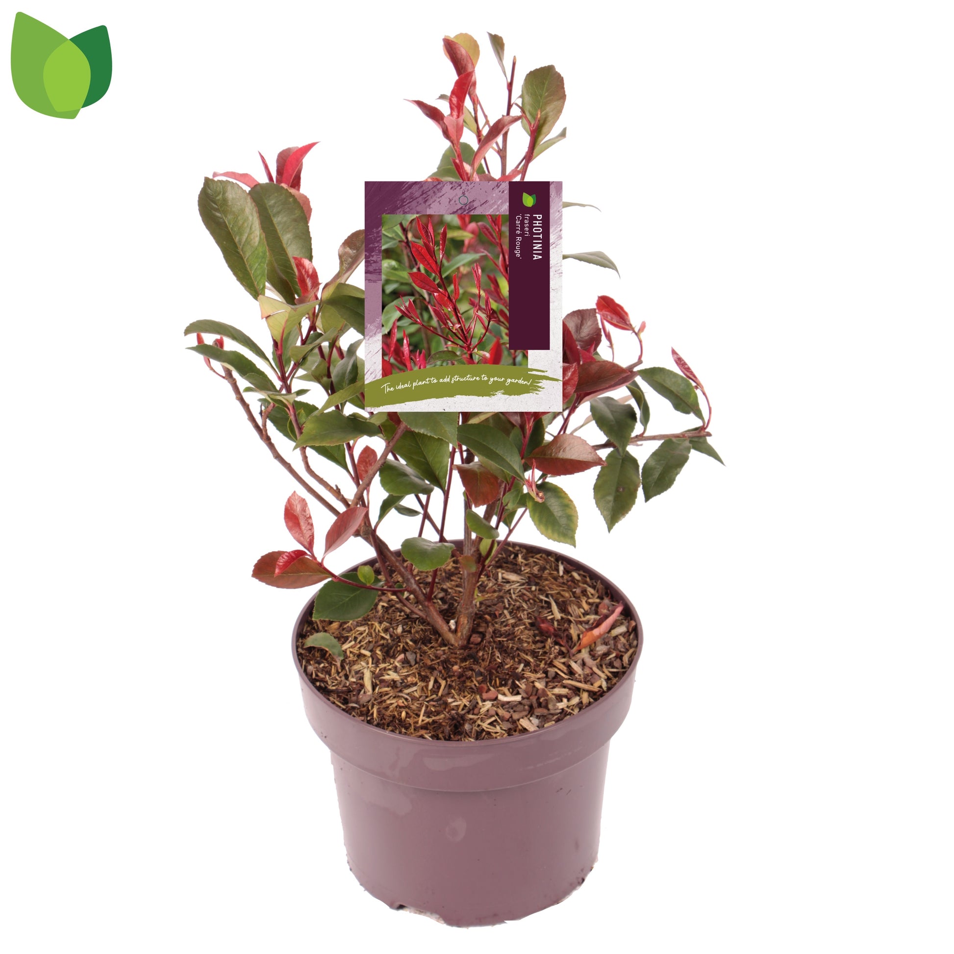 Photinia Carre Rouge 50cm 23cm Pot