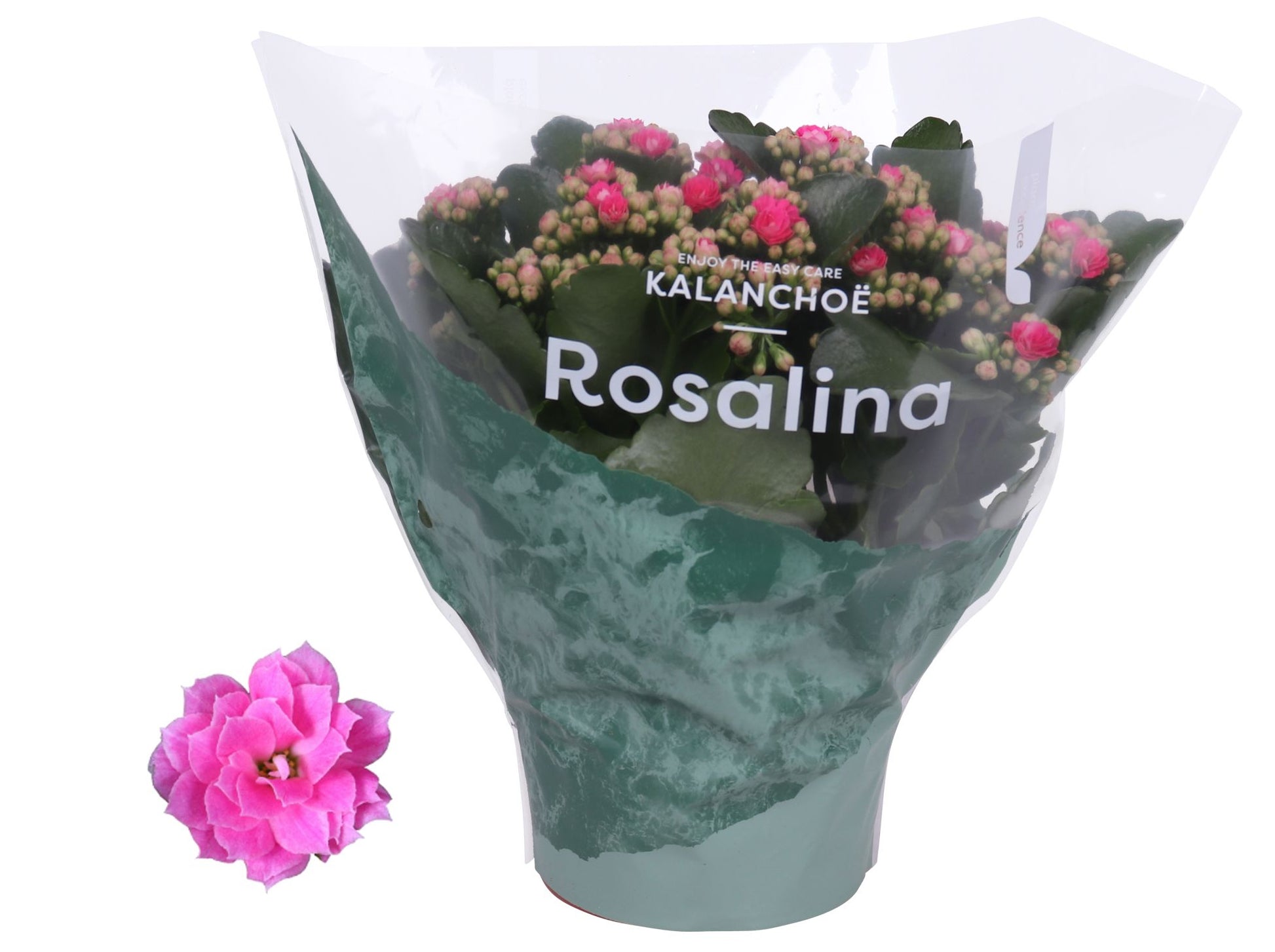 Kalanchoe Rosalina Don Nando 27cm 15cm Pot