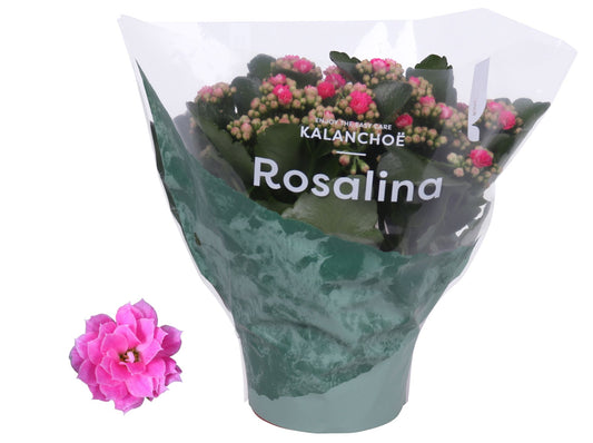 Kalanchoe Rosalina Don Nando 27cm 15cm Pot