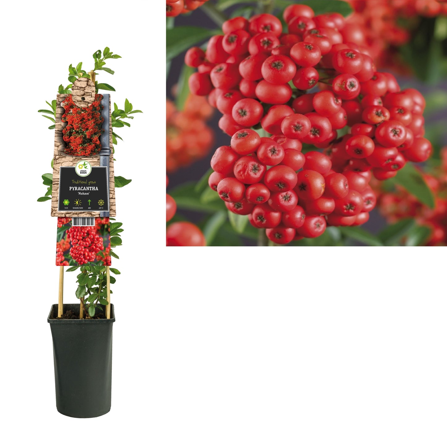 Pyracantha coc. Mohave 75cm 17cm Pot