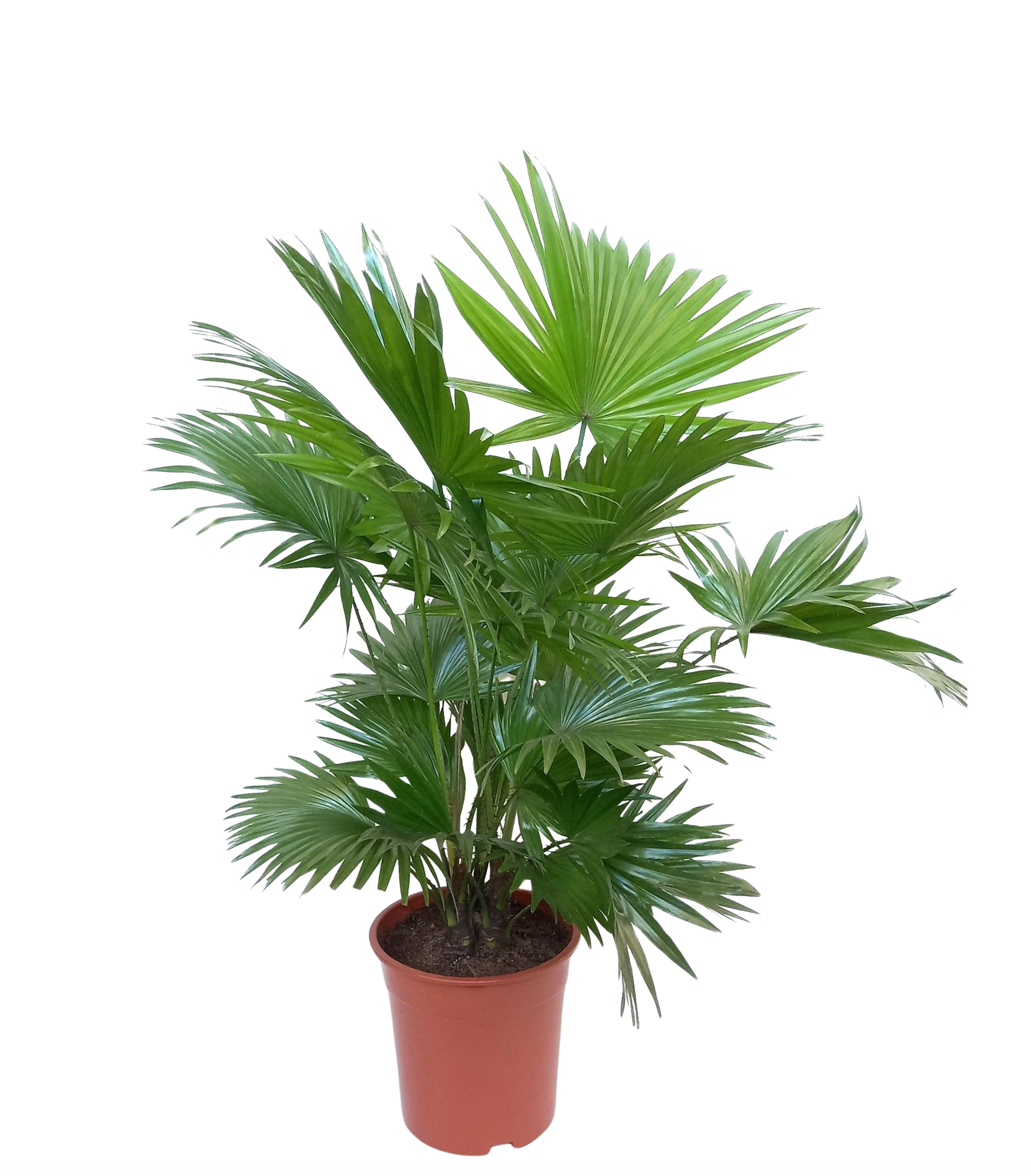 Livistona rotundifolia 95cm 21cm Pot