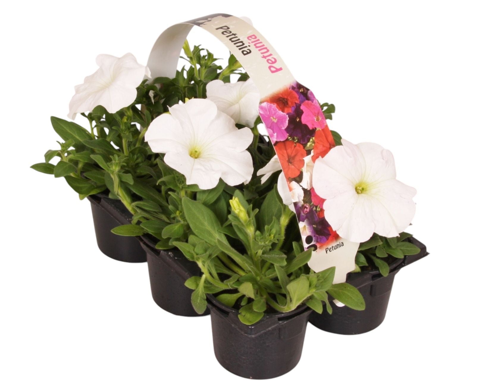 Petunia white 15cm 9cm Pot