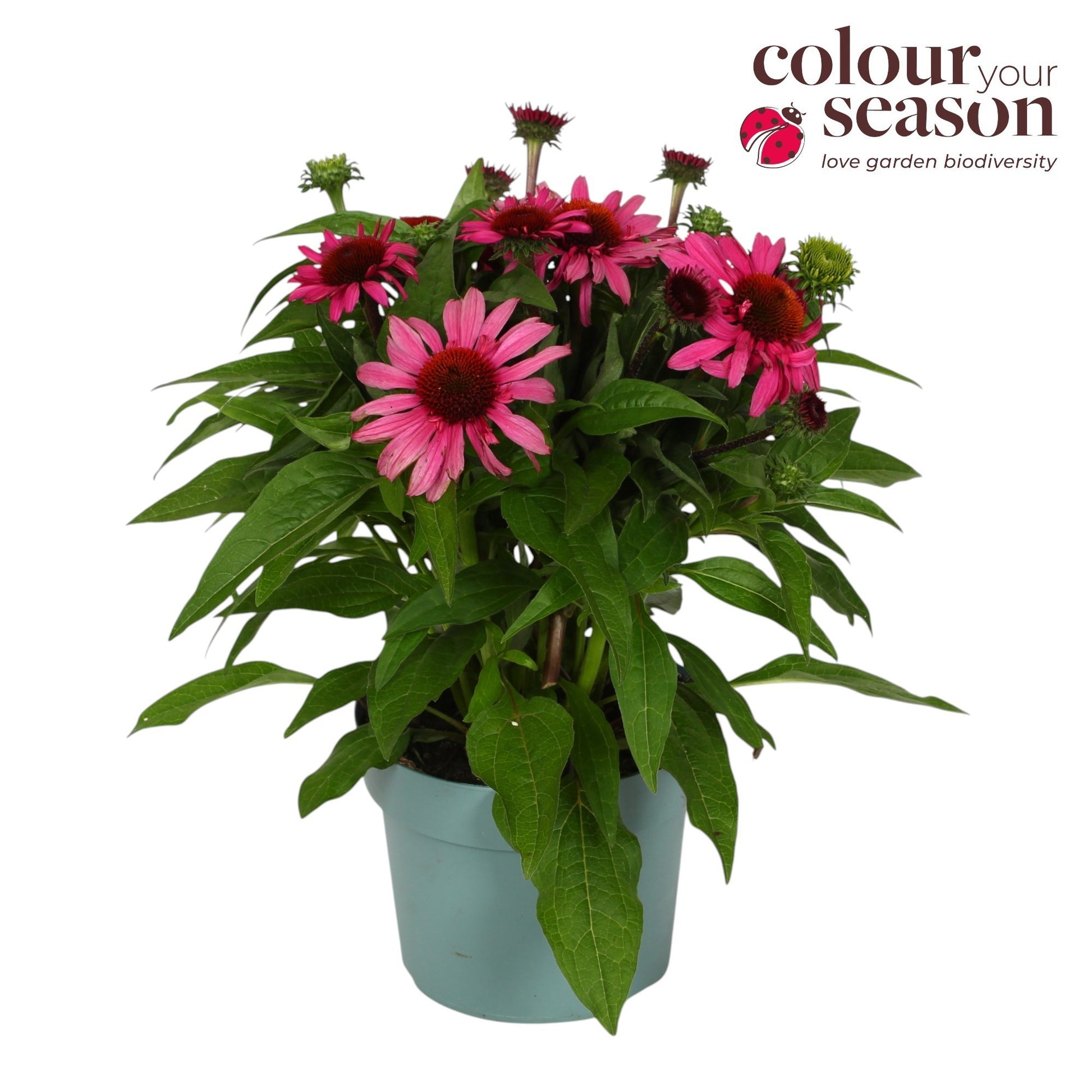 Echinacea Mooodz Courage 45cm 19cm Pot