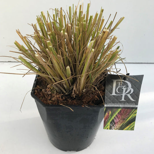 Pennisetum Viridescens 70cm 23cm Pot