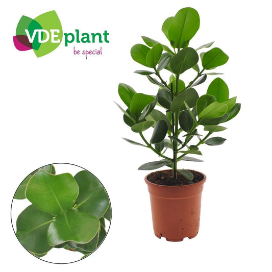 Clusia Princess 55cm 17cm Pot