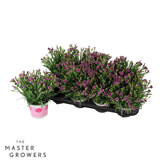 Dianthus Pink Kisses 20cm 12cm Pot