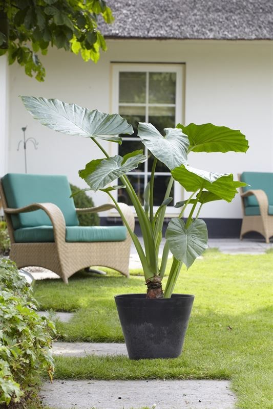 Alocasia amazonica 20cm 18cm Pot