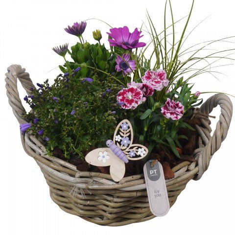 PTPP7027 Arrangementen Perkplanten 29cm 28cm Pot