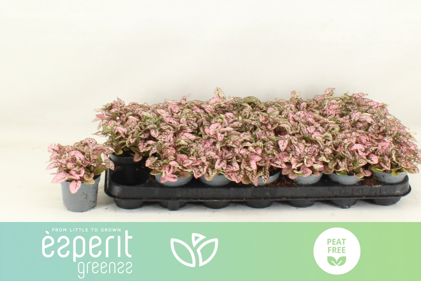 Hypoestes phyllostachya 12cm Special Pot (508)