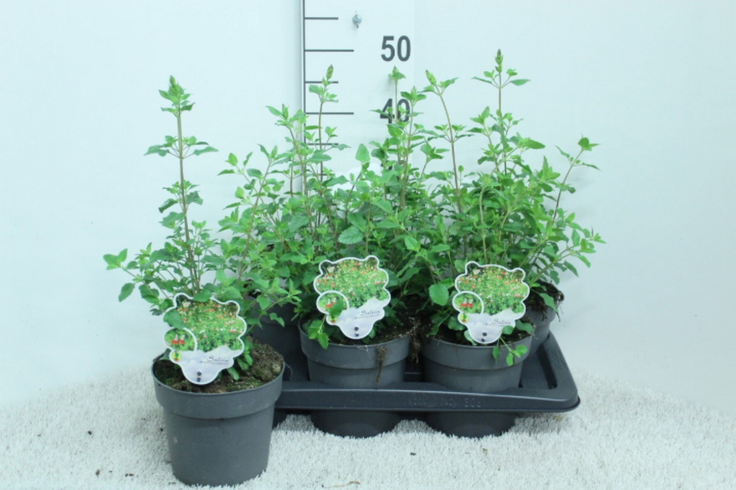 Salvia microphylla 45cm 17cm Pot