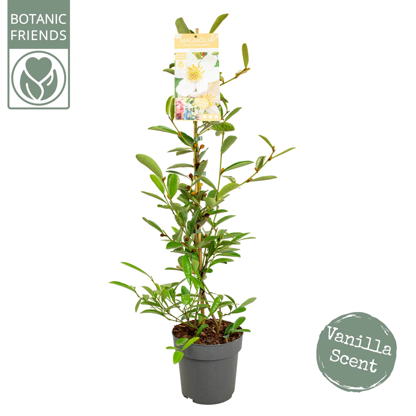 Magnolia soulangeana 100cm 19cm Pot
