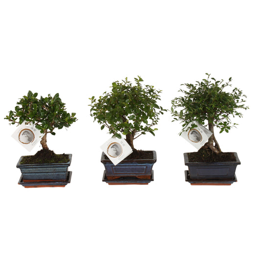 Bonsai mix 20cm 15cm Pot