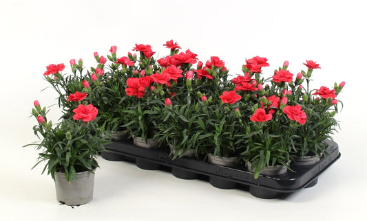Dianthus Oscar Red 15cm 9cm Pot