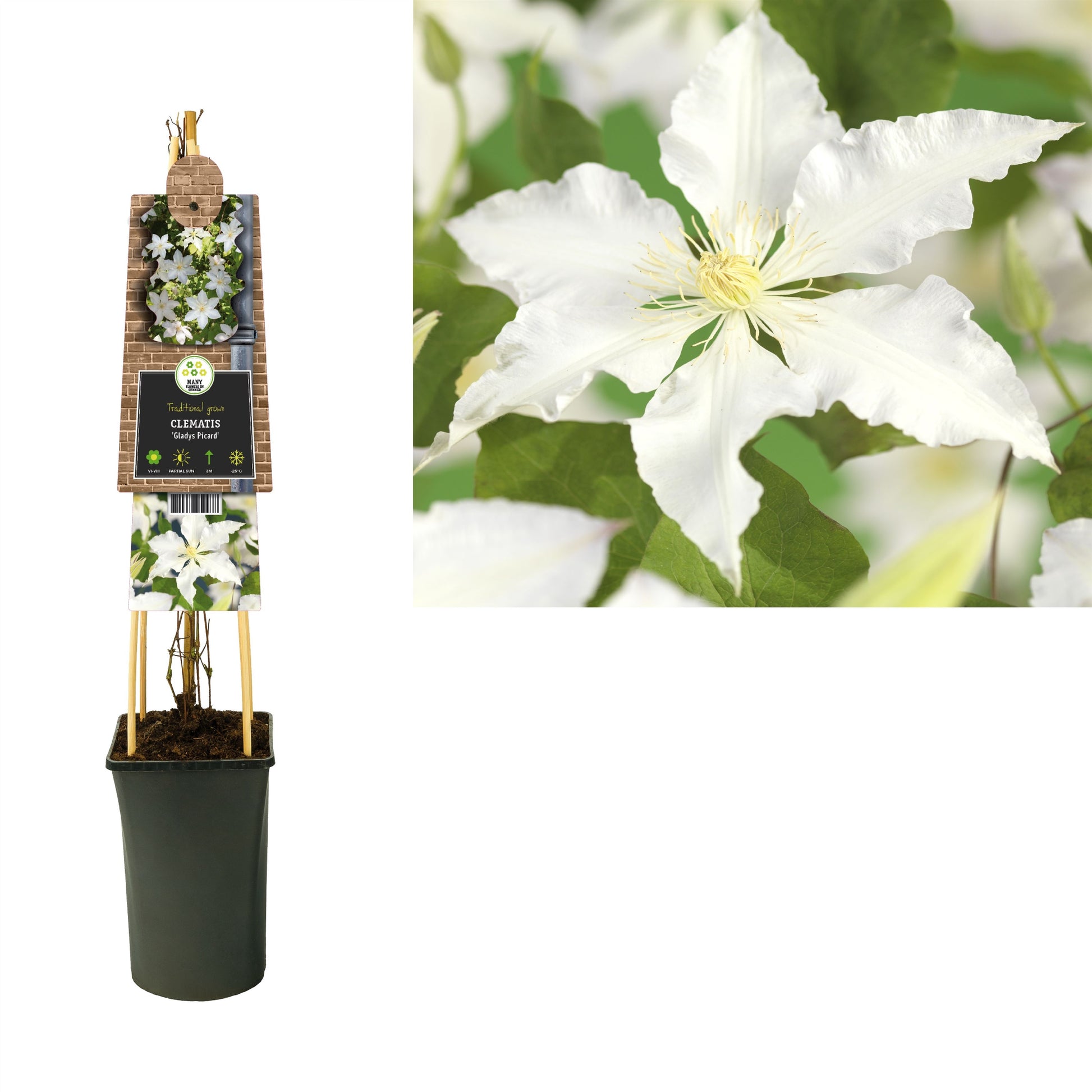 Clematis pat. Gladys Picard 75cm 17cm Pot