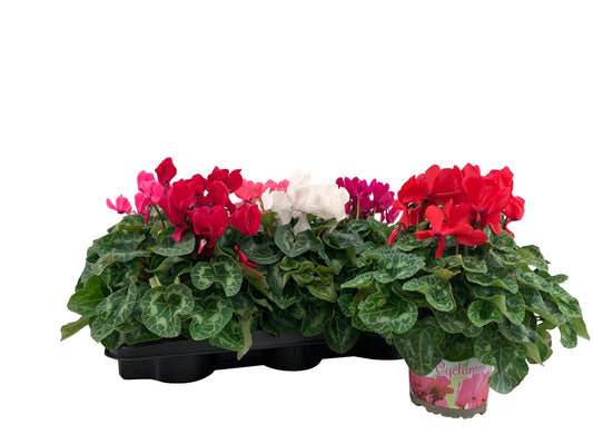 Cyclamen XL 30cm 13cm Pot