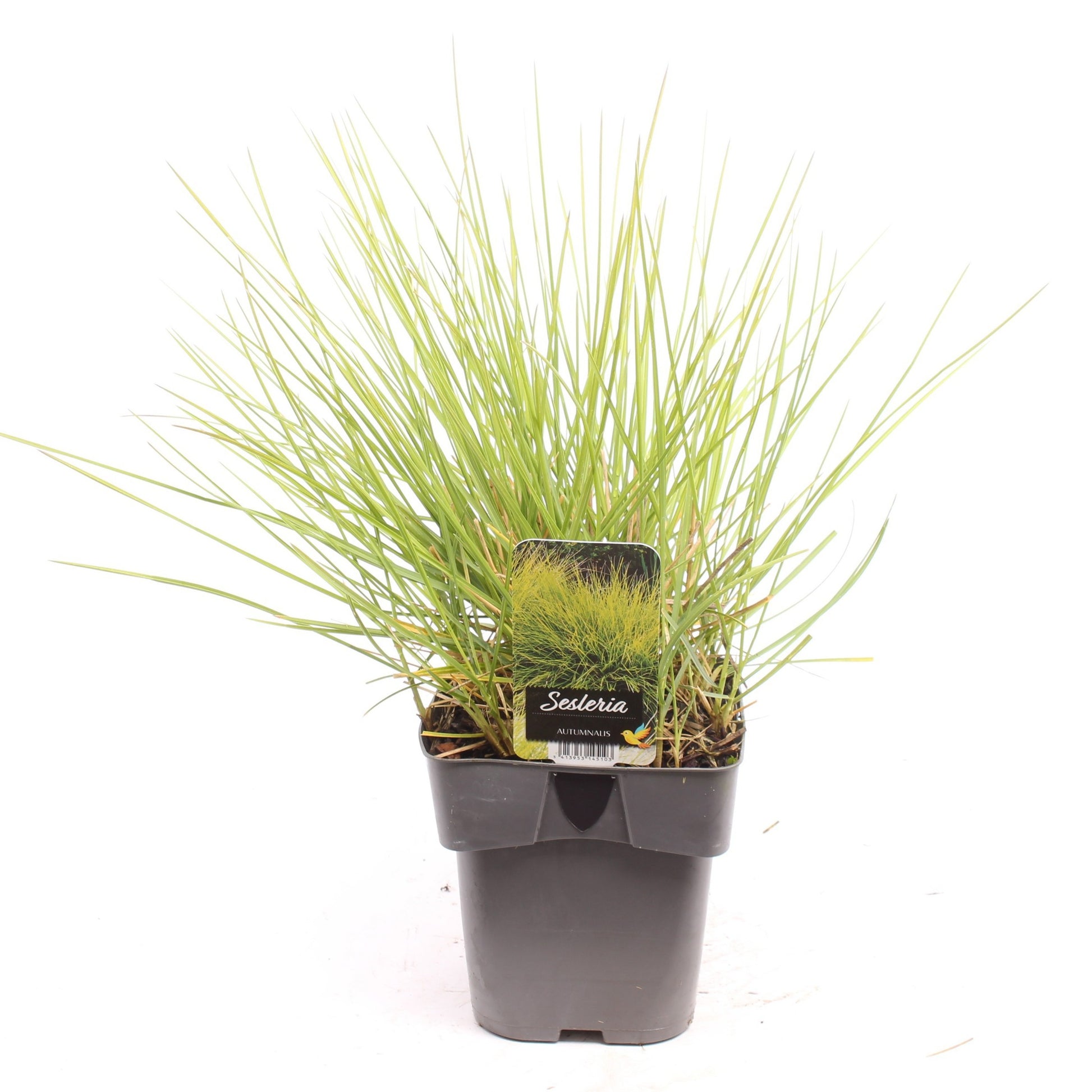 Sesleria caerulea 40cm 17cm Pot