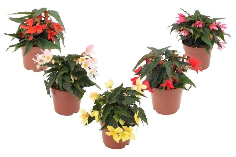 Begonia Waterfall Dreams mix 25cm 13cm Pot