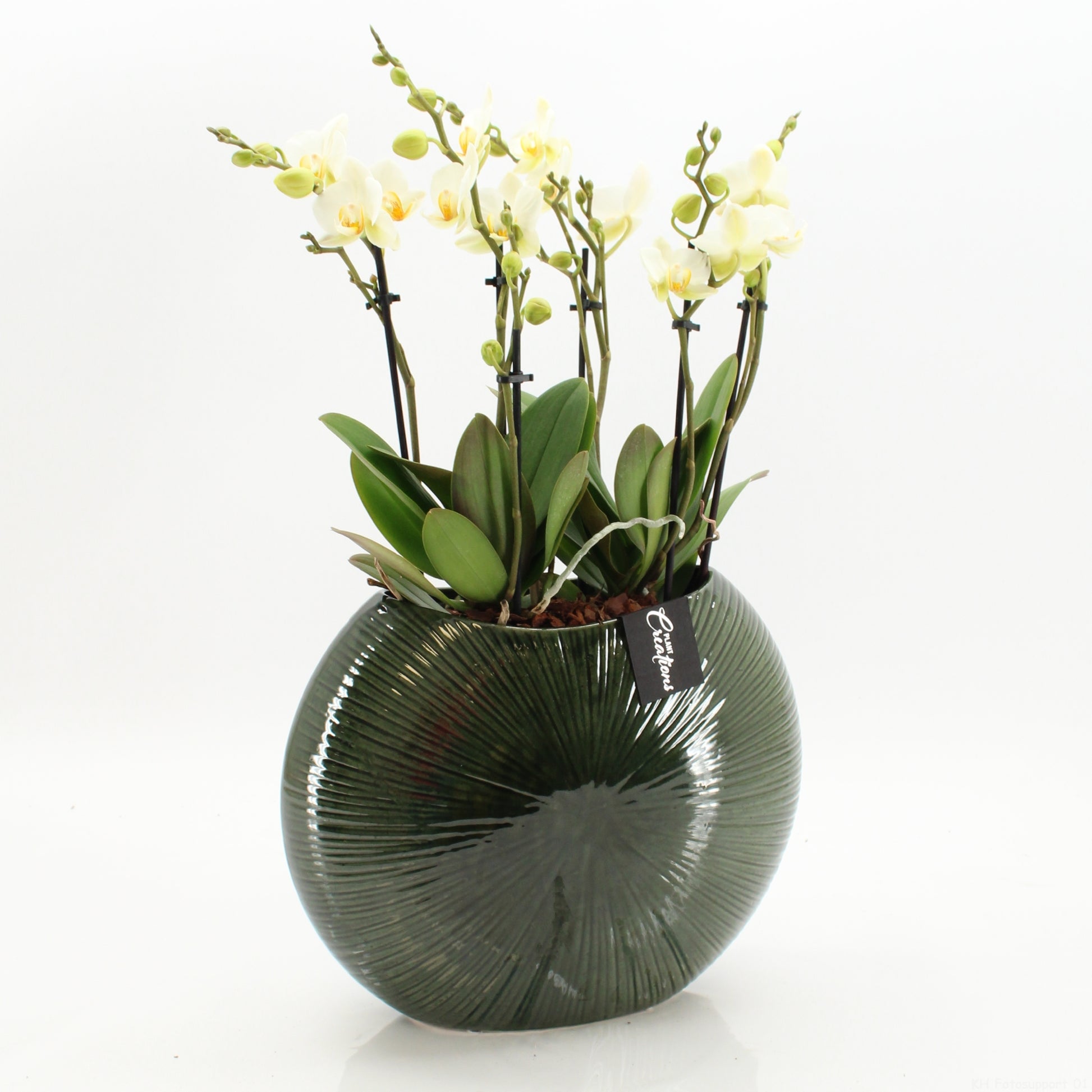 arr. Phalaenopsis LICR-2603W 65cm 31cm Pot