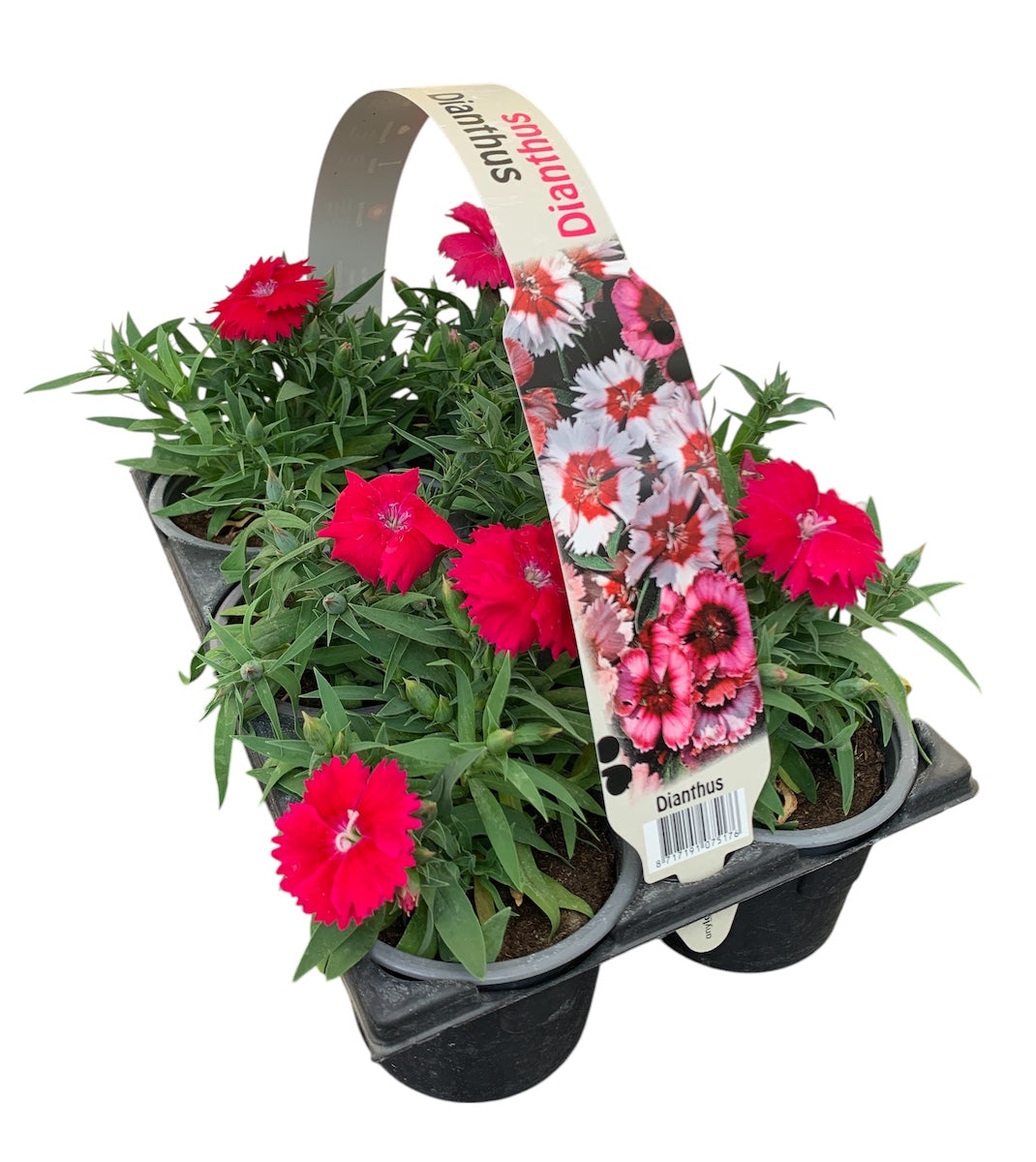Dianthus chin. purple 15cm 9cm Pot