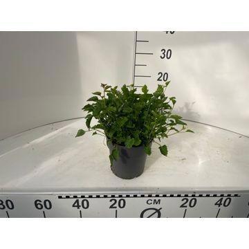 Campanula portenschlagiana 25cm 15cm Pot