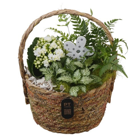 PTIB5225 Arrangementen kamerplanten 26cm 19cm Pot